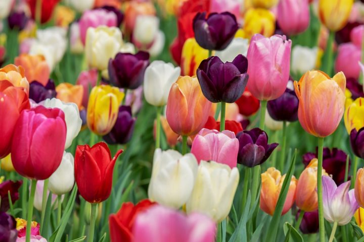 tulipany