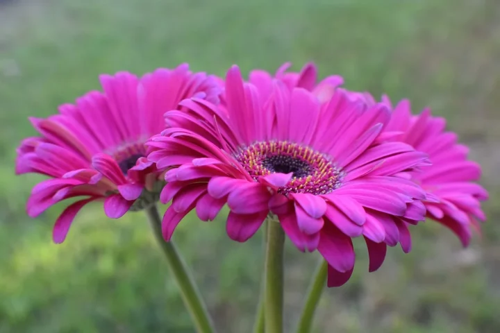 Gerbera