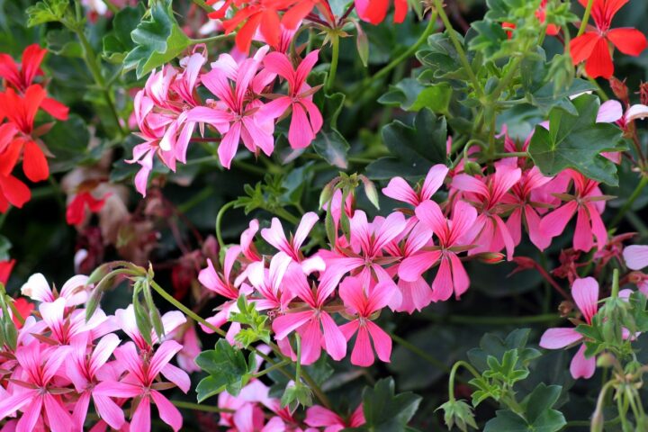 pelargonia