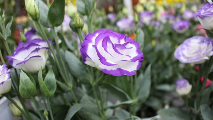 Eustoma